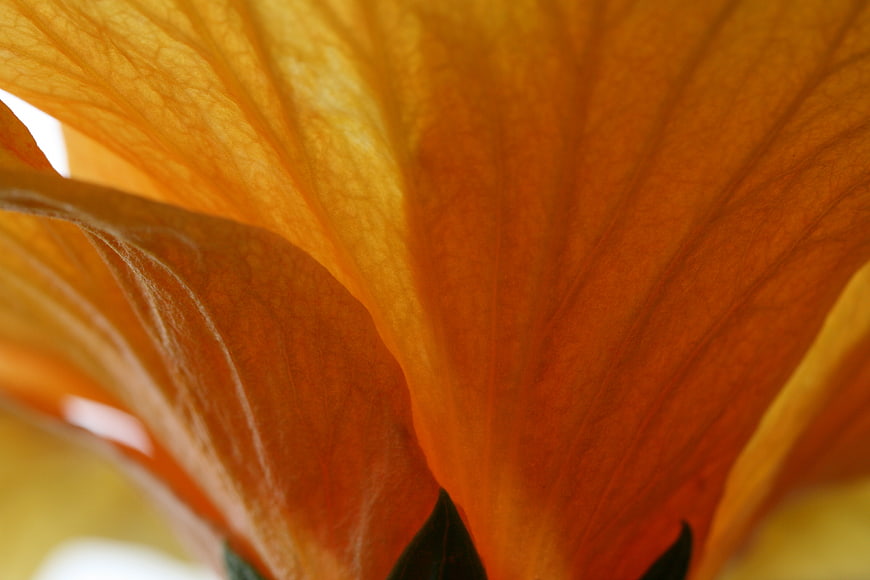 Macro Abstract Close-Up of Vibrant Orange Flower Petals