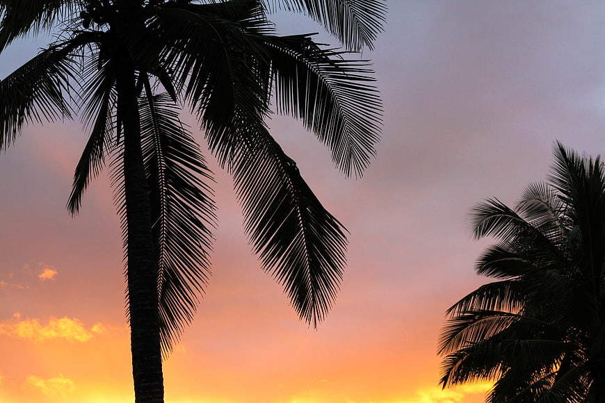 Silhouette of Palm Trees Against a Vibrant Sunset Sky