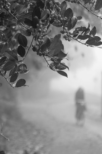 Black and white berries on branch with blurred background
