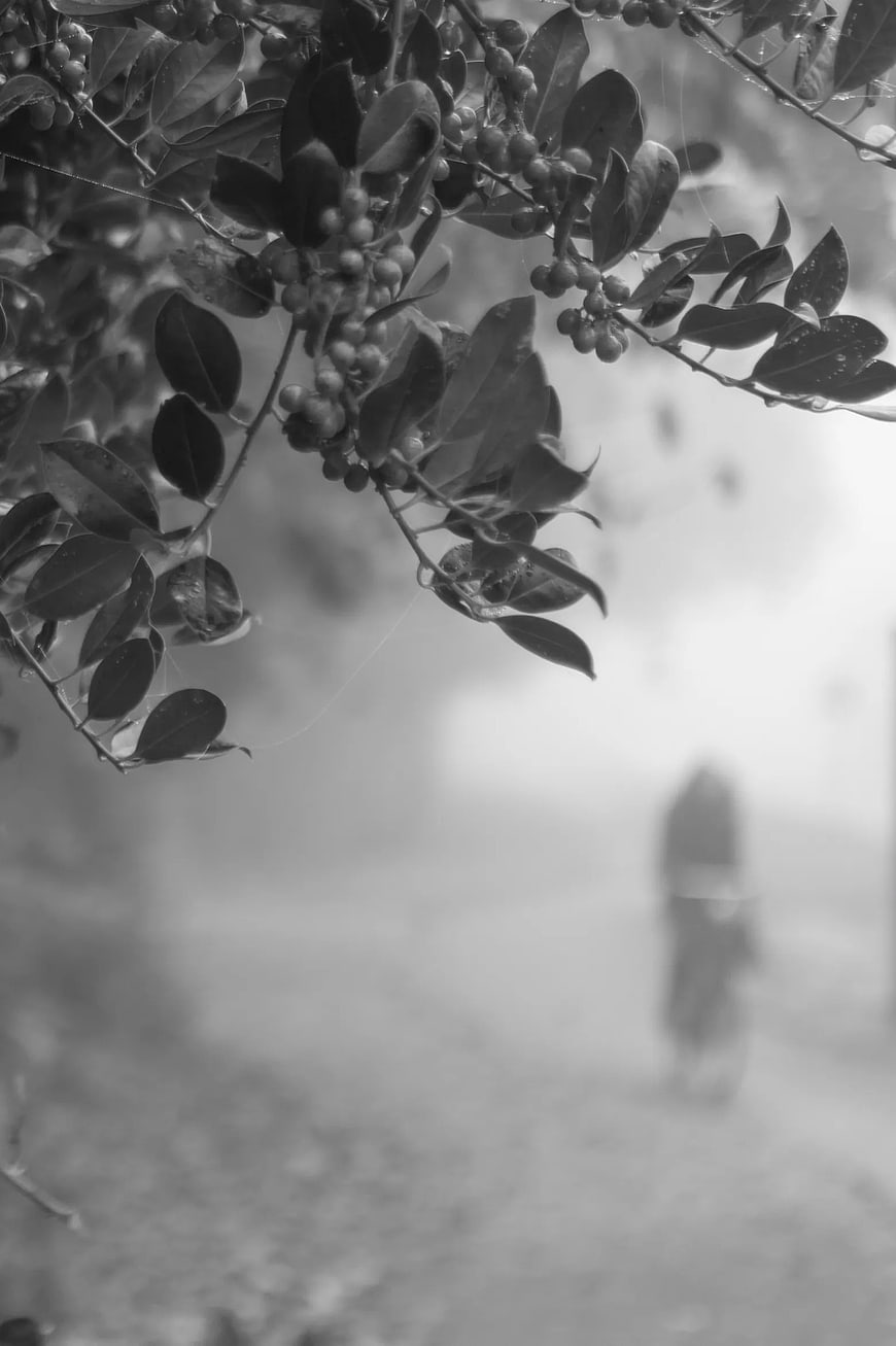 Black and white berries on branch with blurred background