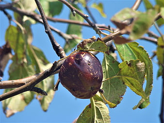 Damaged dark plum fruit hanging on tree branch against blue sky