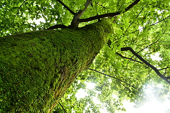 Low angle view of mossy tree trunk in green forest