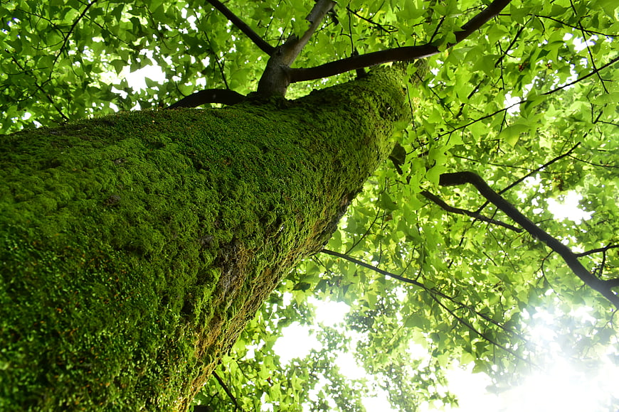 Low angle view of mossy tree trunk in green forest