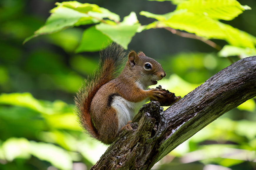 Red Squirrel Eating Nut on Tree Branch in Forest