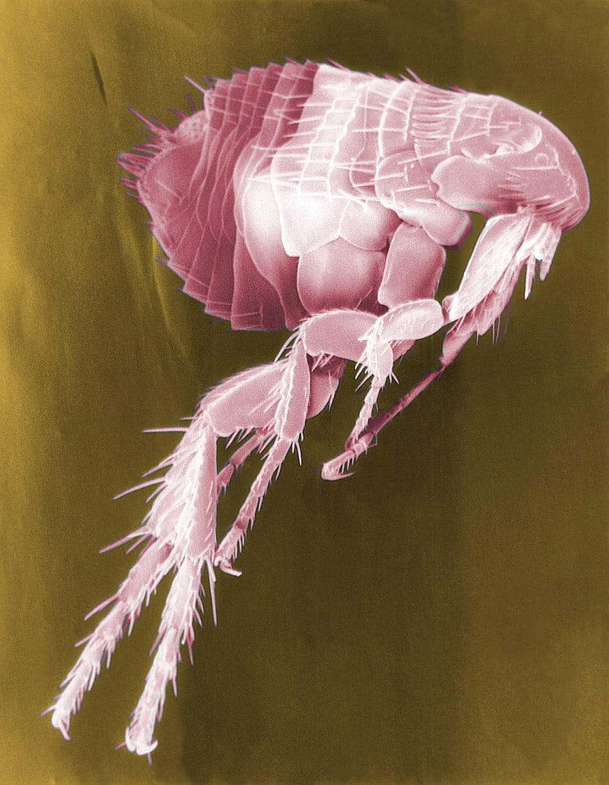 False Color Scanning Electron Micrograph of a Flea