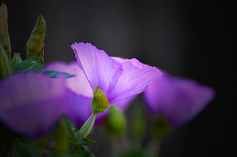 Close-up of purple flower with green buds against dark background