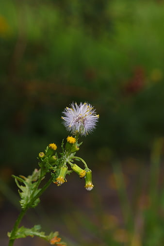 Close-up of a Dandelion Seed Head with Yellow Buds
