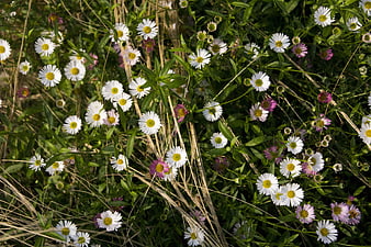 White and Purple Wildflowers in Natural Meadow Setting
