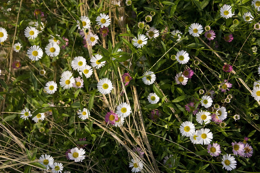 White and Purple Wildflowers in Natural Meadow Setting
