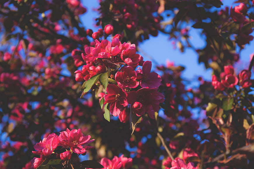 Vibrant Pink Crabapple Blossoms Against Blue Sky