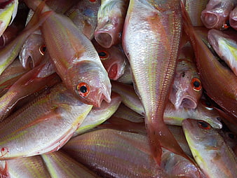 Fresh Red Snapper Fish Pile at Market