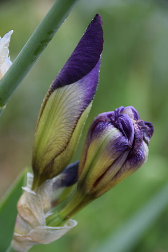 Close-up of purple iris flower buds with green background