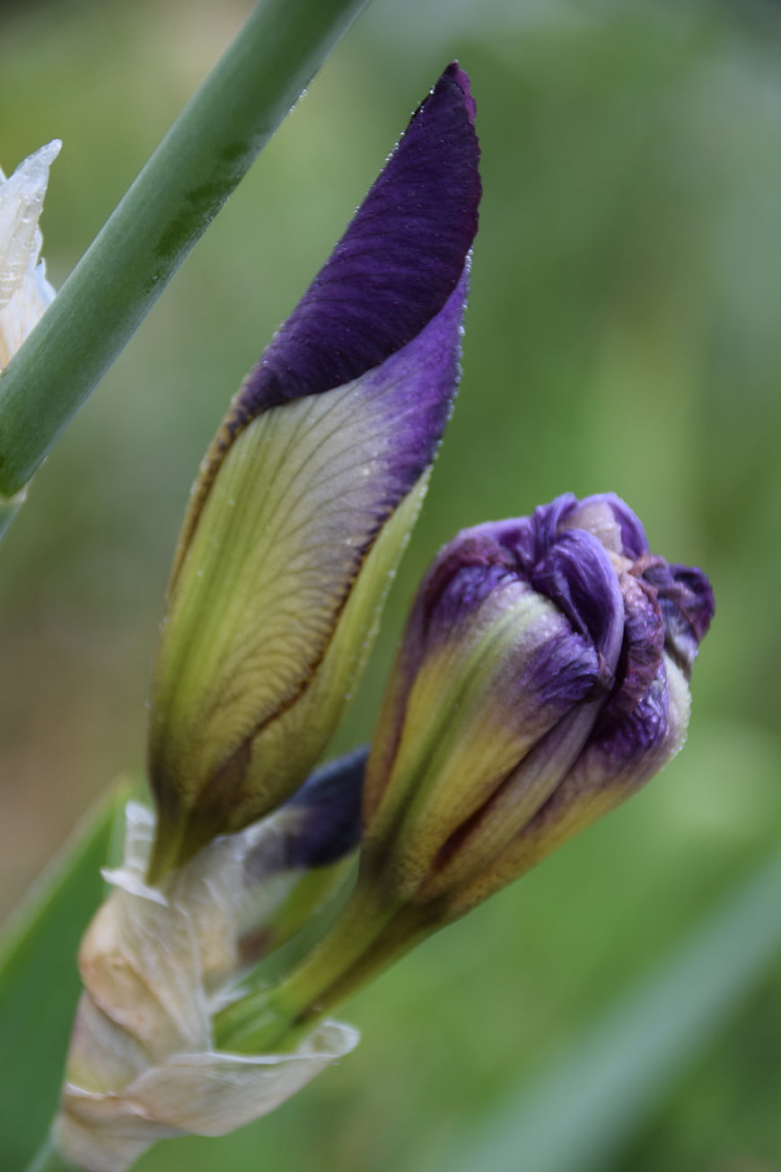 Close-up of purple iris flower buds with green background