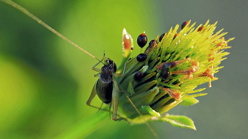 Close-up of a Cricket on a Green Flower Bud