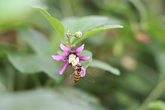 Hoverfly Pollinating Purple Passion Flower in Garden