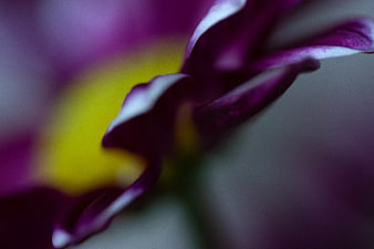 Abstract Macro Photography of Purple and Yellow Flower Petals
