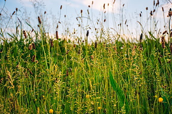 Tall Wild Grasses and Flowers in a Sunlit Spring Field