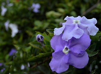 Close-up of purple and white Periwinkle flowers in a garden