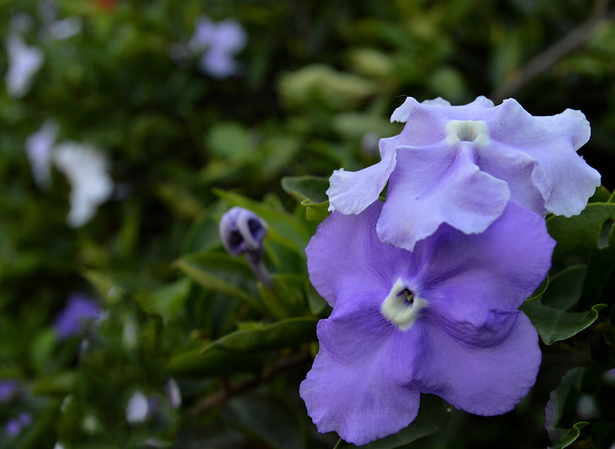 Close-up of purple and white Periwinkle flowers in a garden