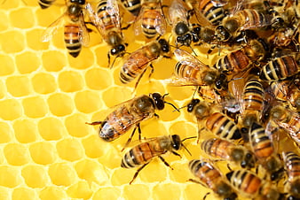 Close-up of Honey Bees on Golden Honeycomb