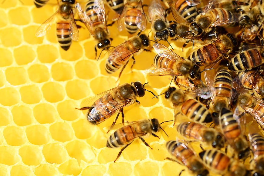 Close-up of Honey Bees on Golden Honeycomb