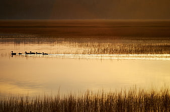 Silhouetted Ducks Swimming in Golden Sunset Marsh