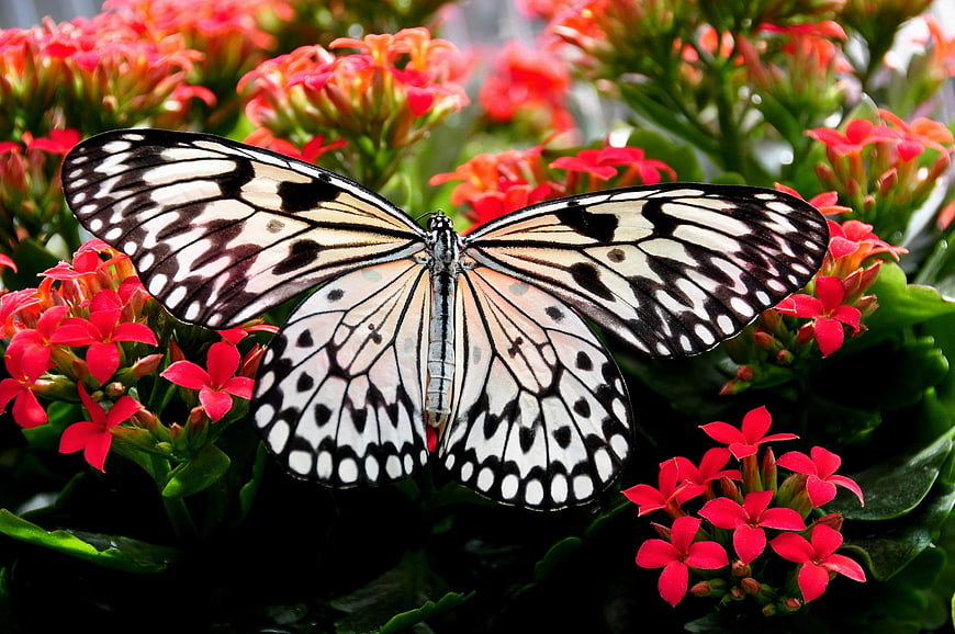 White Tree Nymph Butterfly on Red Kalanchoe Flowers