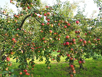 Apple Tree Heavy With Ripe Red Fruit In A Green Orchard