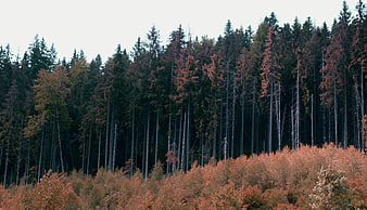 Autumn forest landscape with orange shrubs and tall pine trees