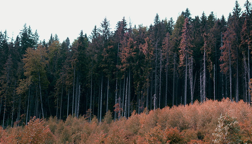 Autumn forest landscape with orange shrubs and tall pine trees