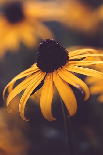 Close-up of a yellow black-eyed susan flower with blurred background