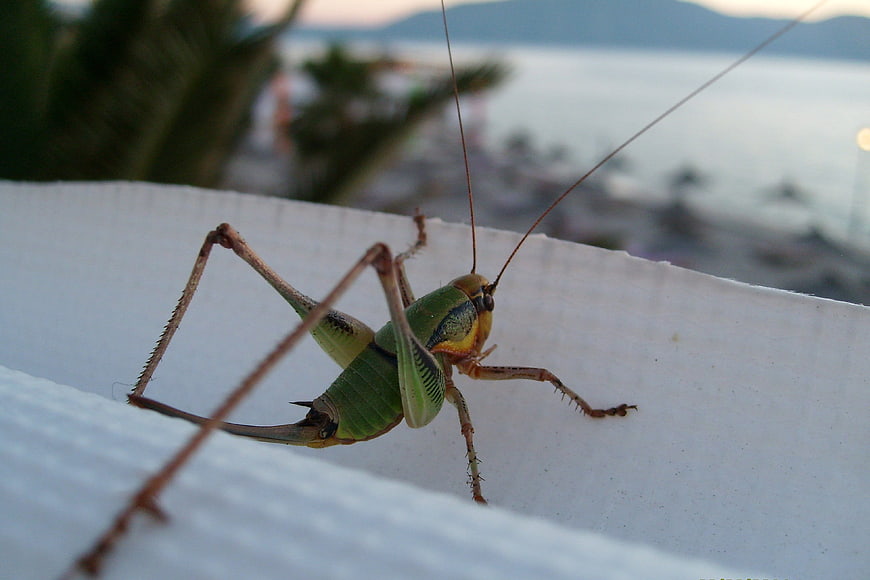 Close-up of a green bush cricket on a white railing with sea view