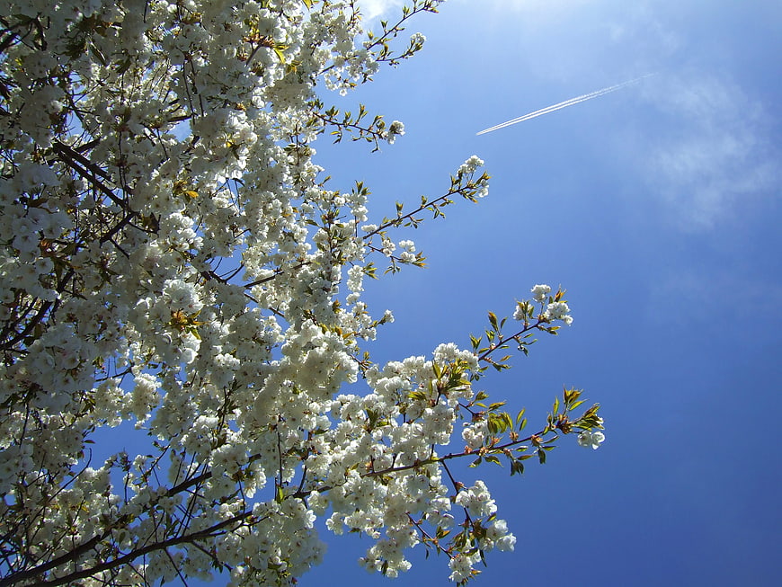 White Blossom Tree Branches Against Blue Sky with Contrail