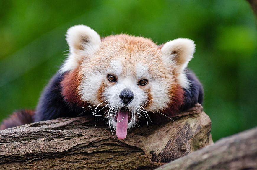 Cute Red Panda Yawning on Tree Branch