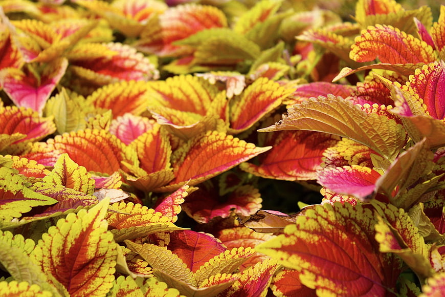 Vibrant Red and Yellow Coleus Leaves Close-Up