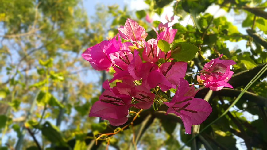 Vibrant Pink Bougainvillea Flowers in Sunlight
