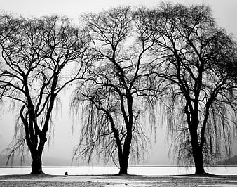 Silhouetted Willow Trees by Lake in Black and White