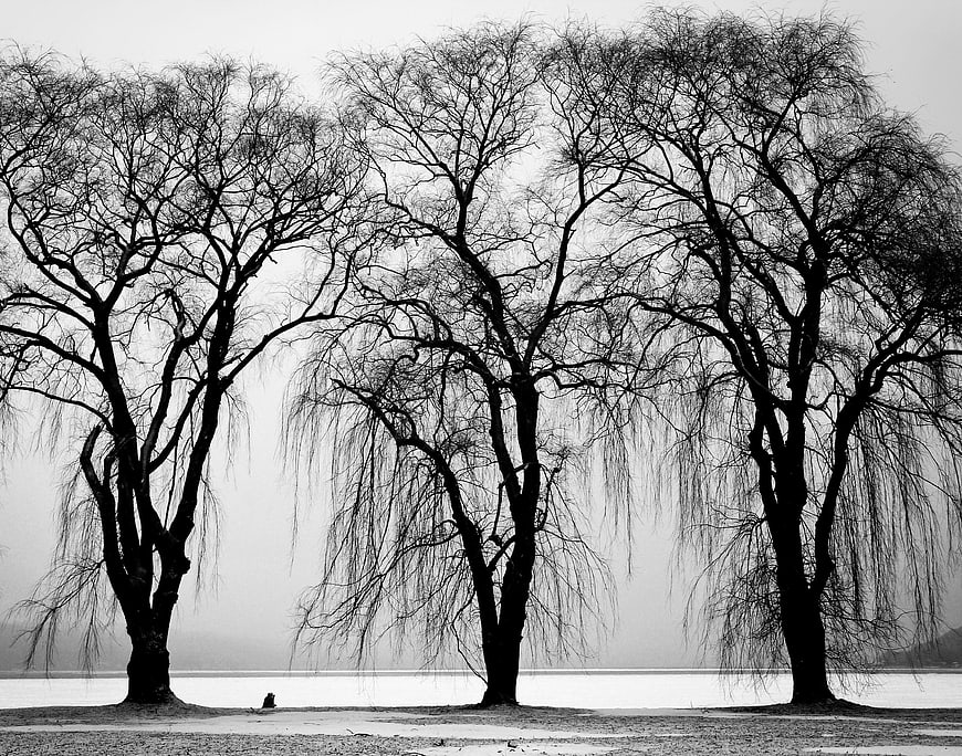 Silhouetted Willow Trees by Lake in Black and White
