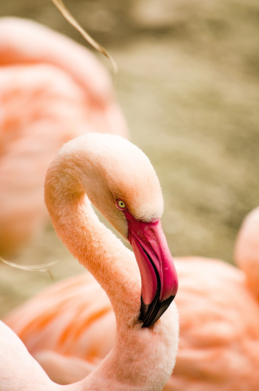 Close-up of a pink flamingo head and neck with soft background