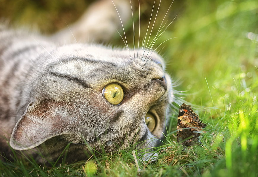 Gray Tabby Cat Staring at Butterfly in Grass