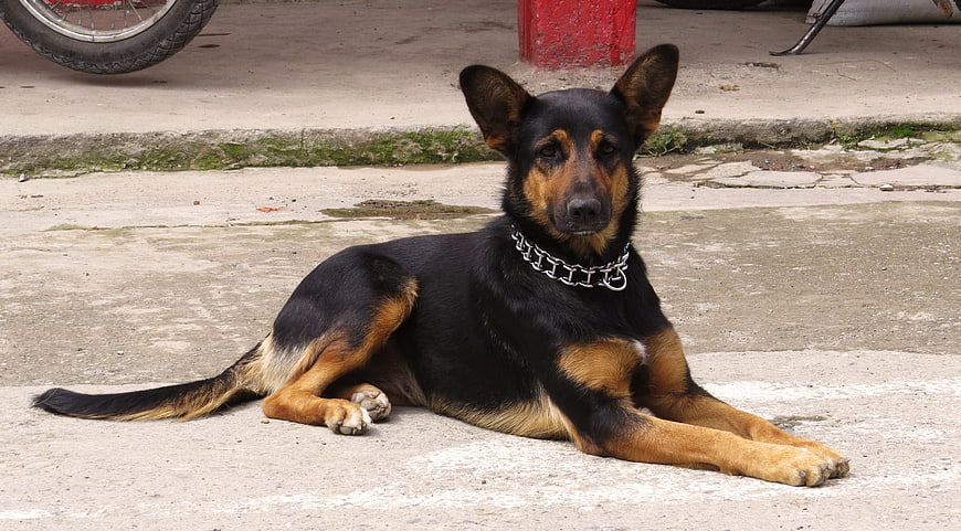 Black and Tan Dog Lying on Concrete Pavement