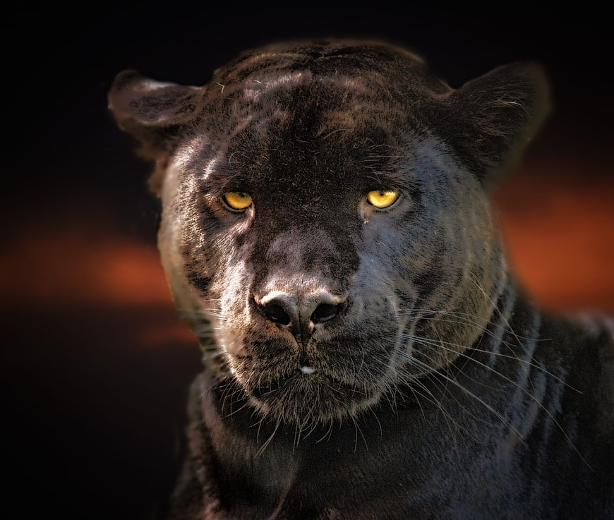 Close-up portrait of a black panther with glowing yellow eyes