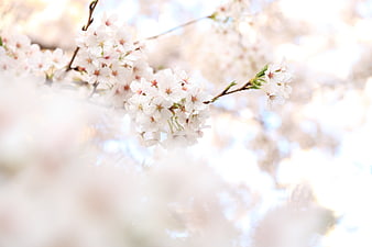 Soft Focus White Cherry Blossoms on Branch in Spring