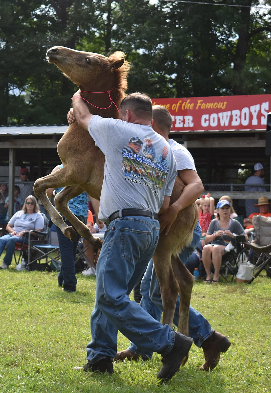 Men lifting rearing Chincoteague pony at rodeo event