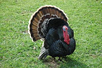 Male Turkey Displaying Feathers On Green Grass