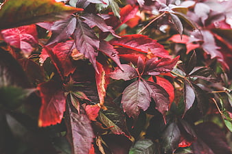 Close-up of vibrant red autumn leaves with natural texture
