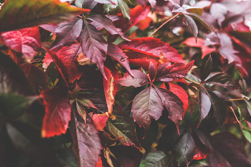Close-up of vibrant red autumn leaves with natural texture
