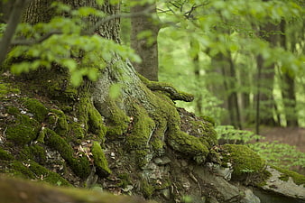 Moss-covered tree roots in a lush green forest