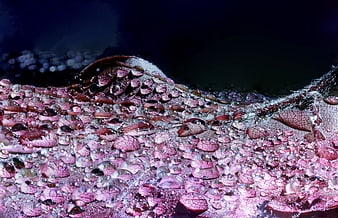 Macro photography of dew drops on a textured leaf surface