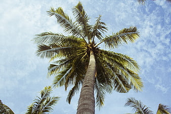 Low angle view of tall palm tree against blue sky
